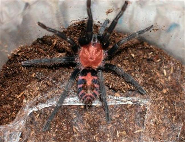 哥斯达黎加老虎尾(哥斯达黎加老虎尾毒性大吗)